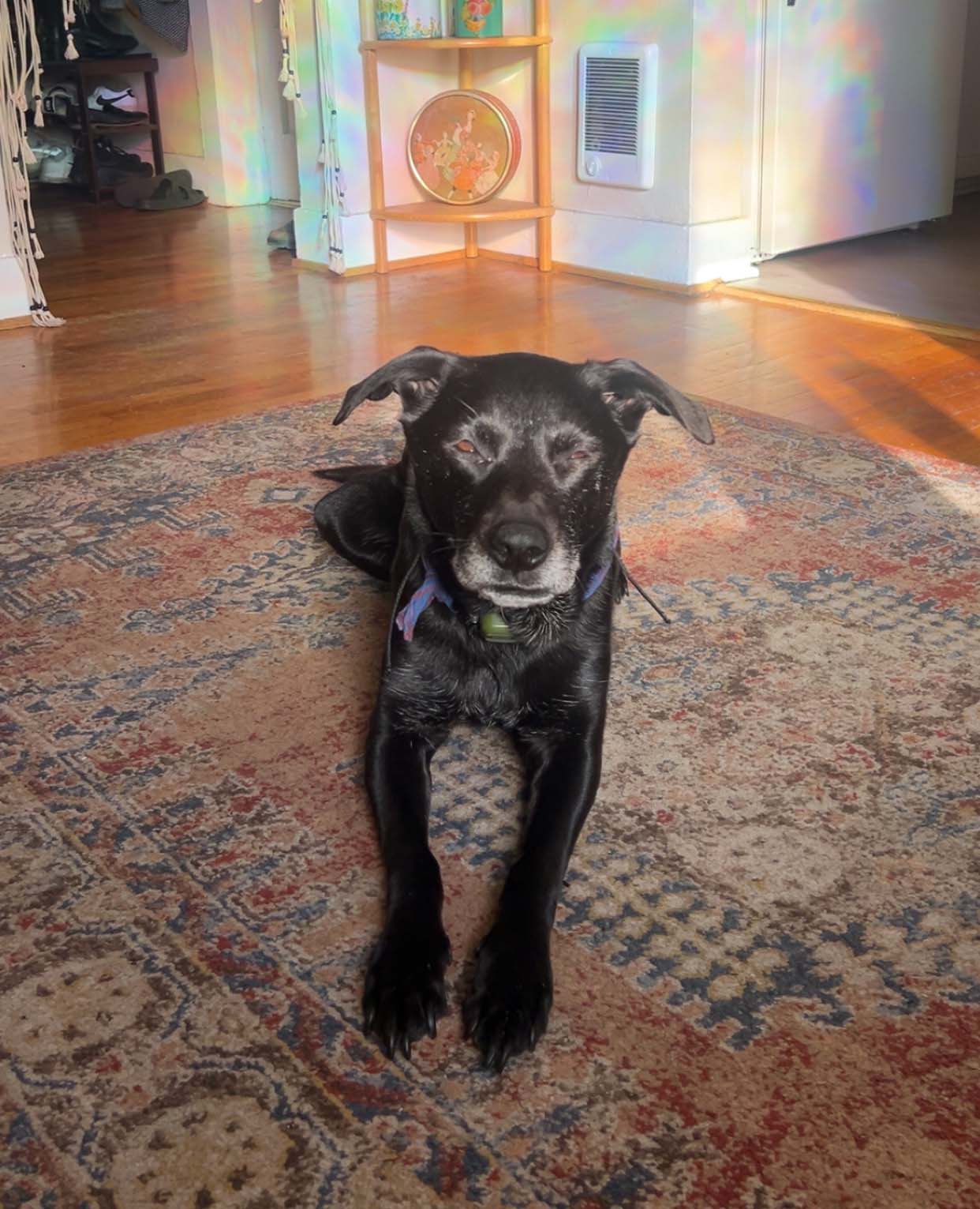 A photo of a black dog